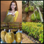 BIBIT DURIAN OKULASI